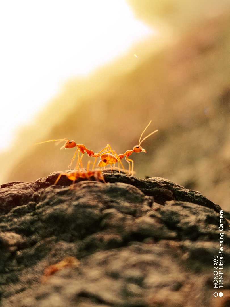 Jump into the Macro World