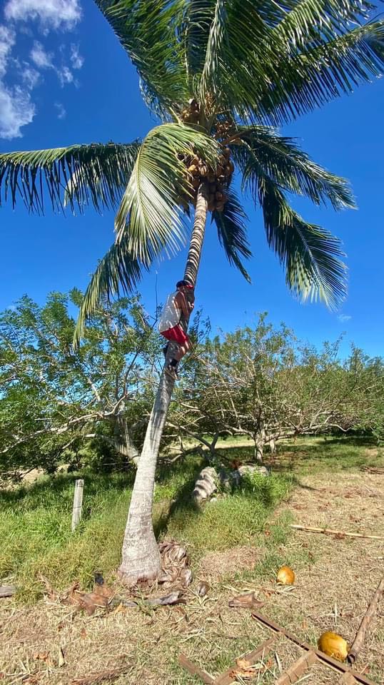 🥥🌴😋