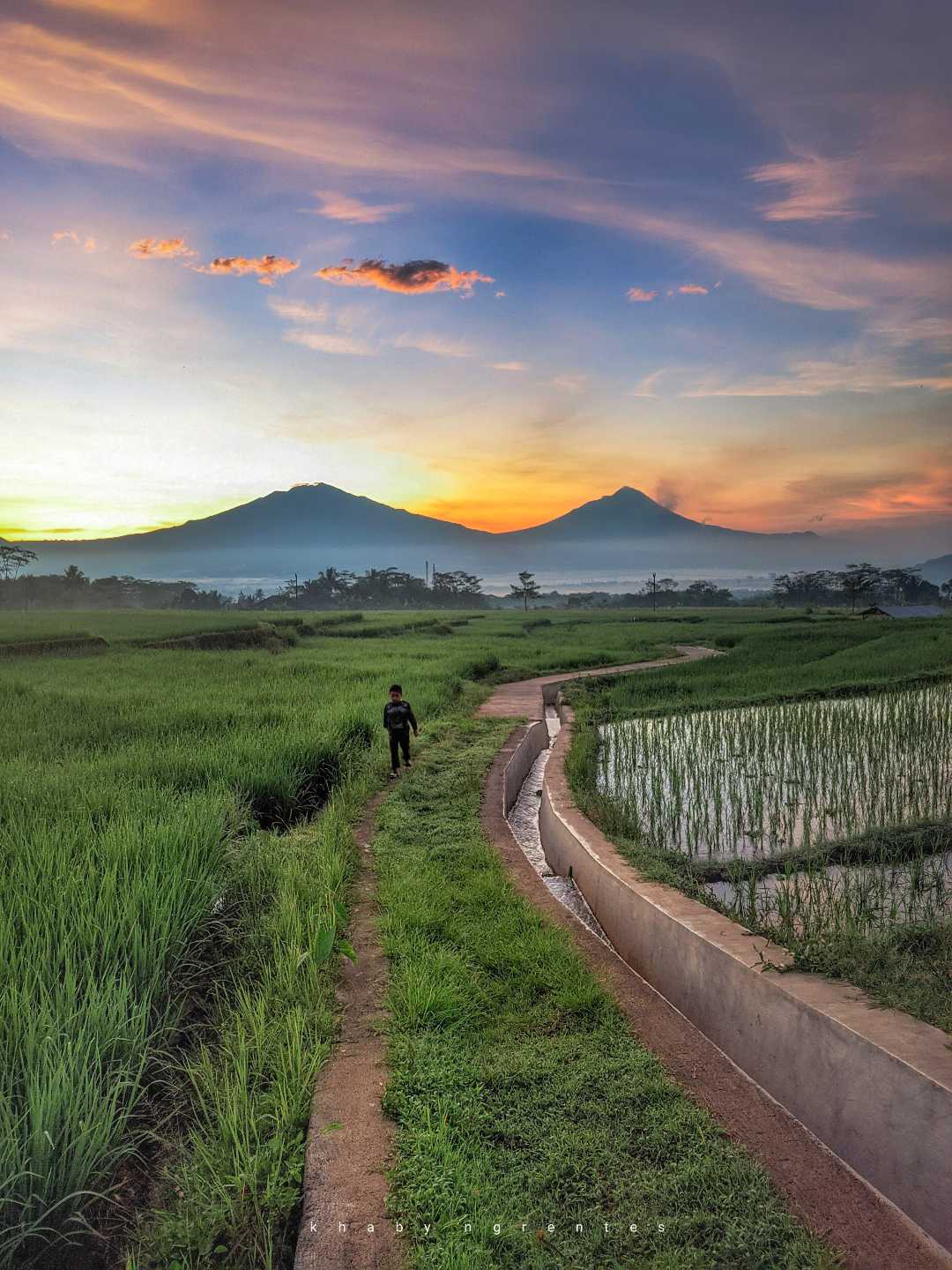 Sawah