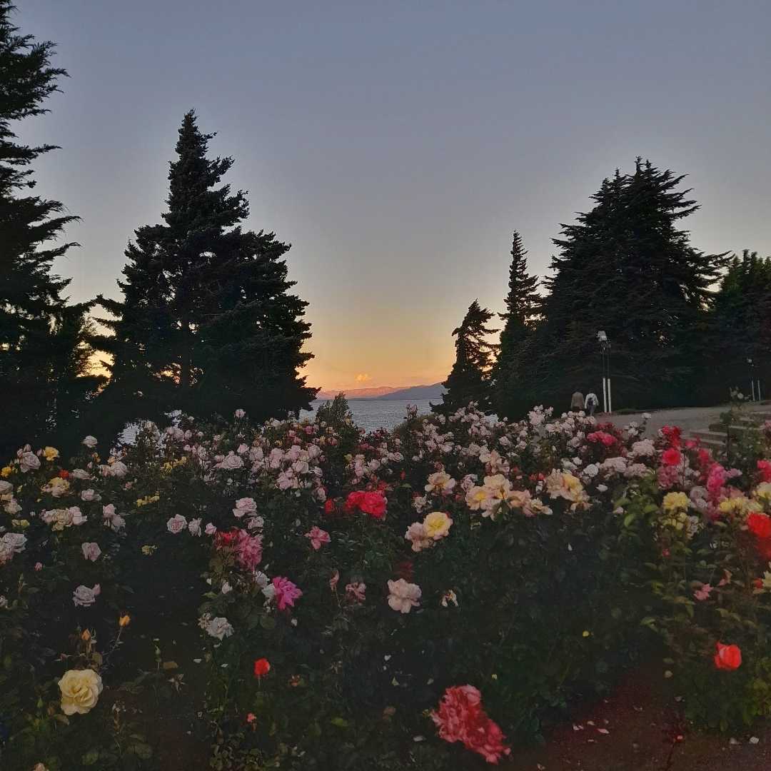 Rosas