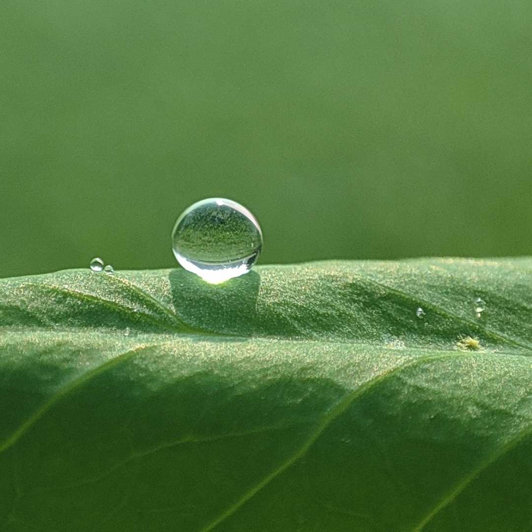 macro photography 📲