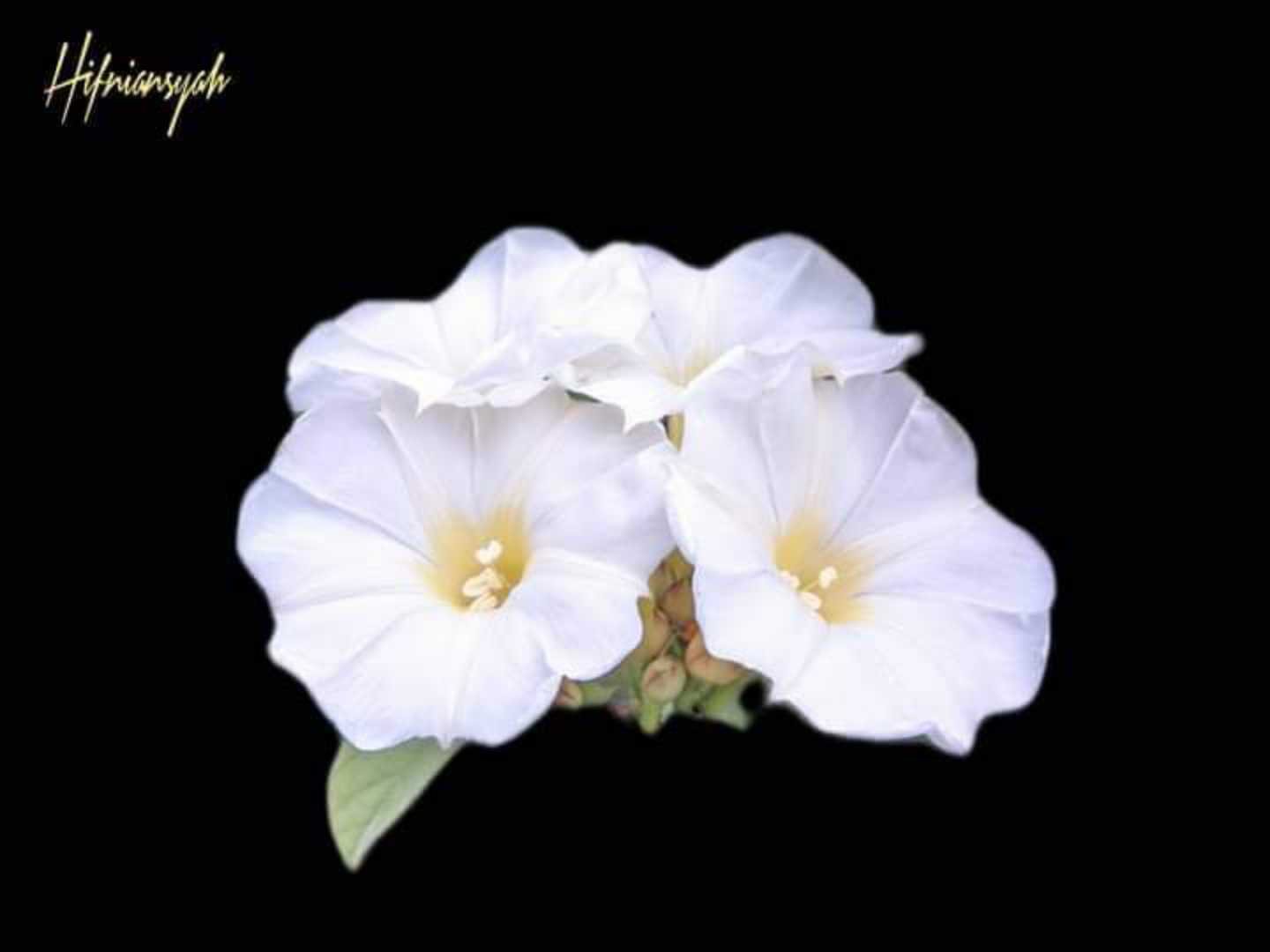 Rivea corymbosa🌹
