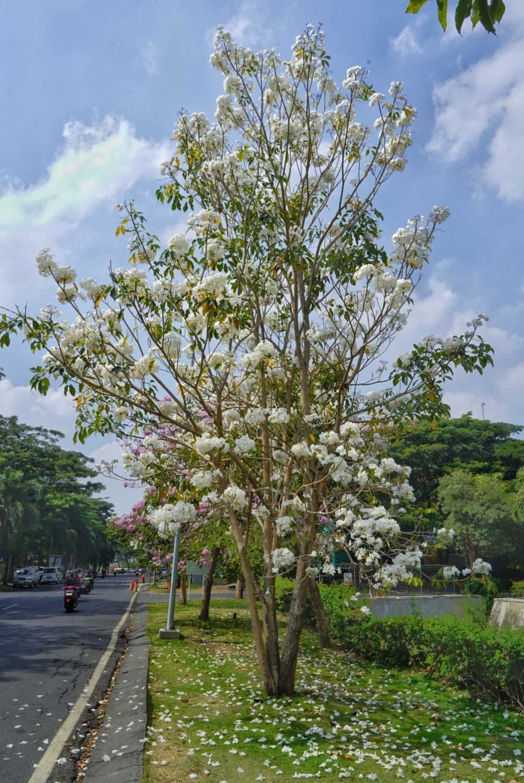 Tabebuya
