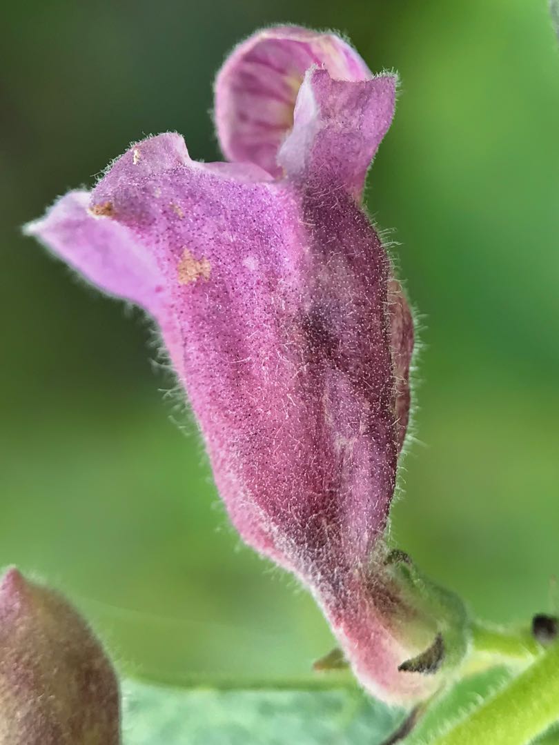 Sesamum Radiatum