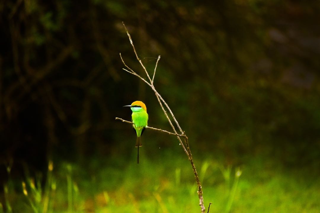 The bee-eater.