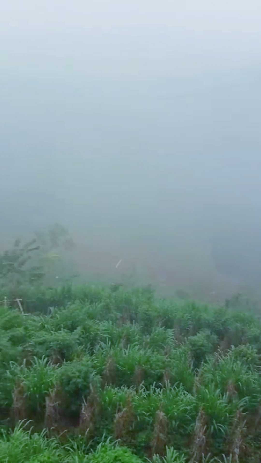 Hamparan Kabut