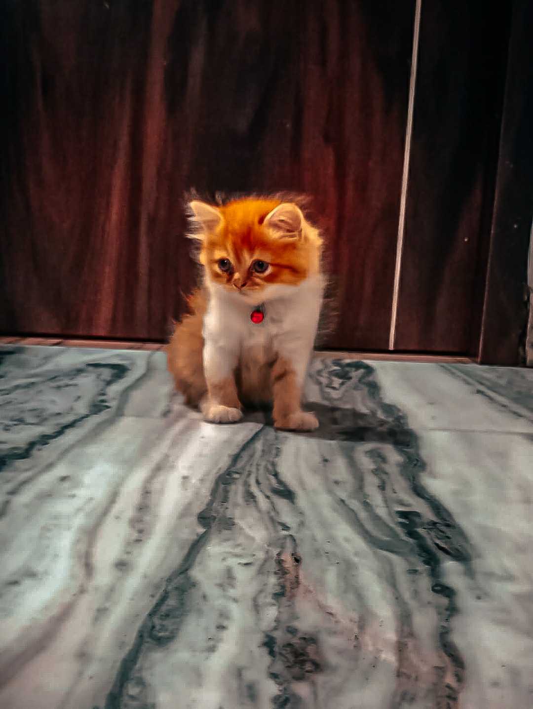 kitty 🐈