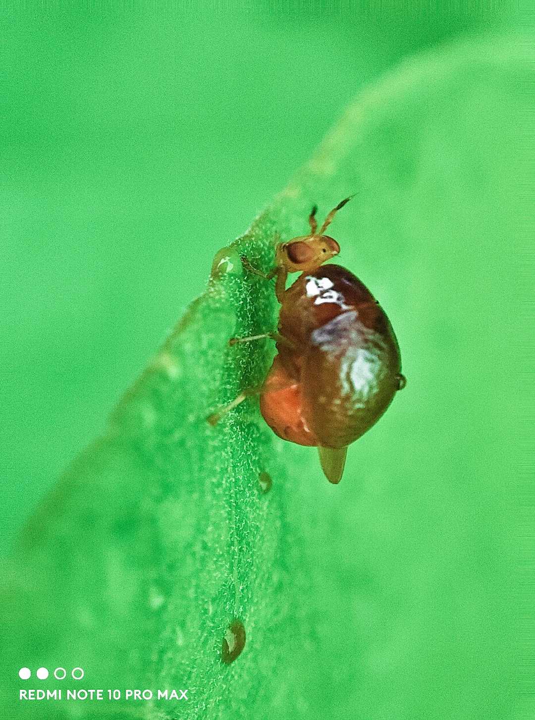 Little Insect 🙈🙈