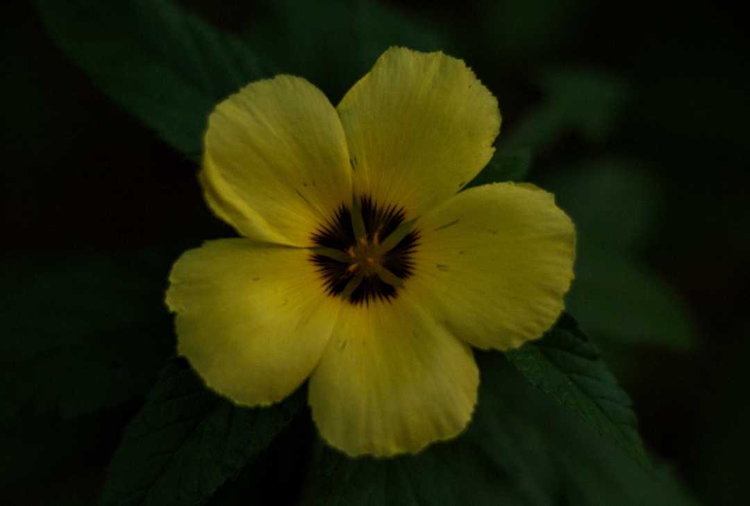 Turnera Ulmifolia