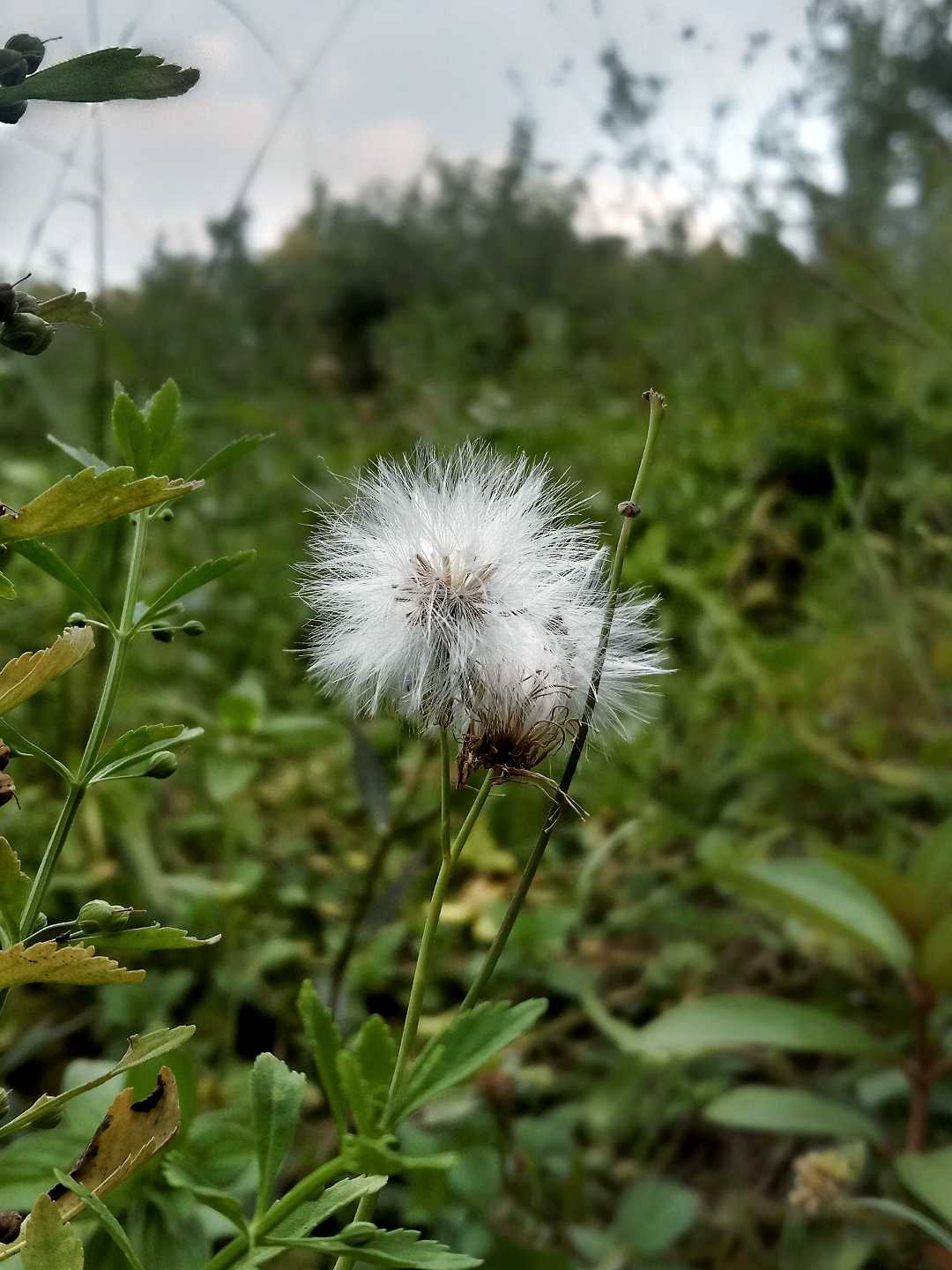 Dandelion