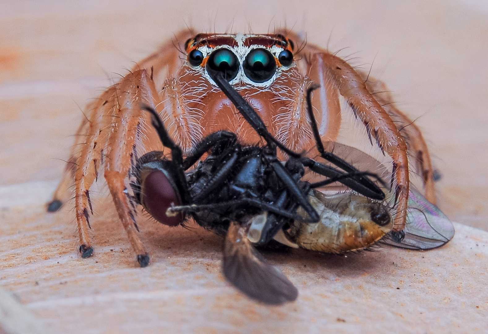 jumping spider 
