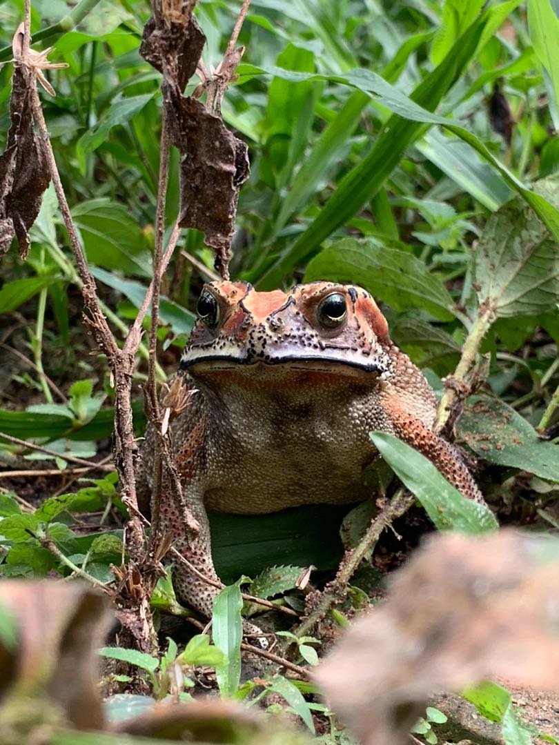 Kodok 
