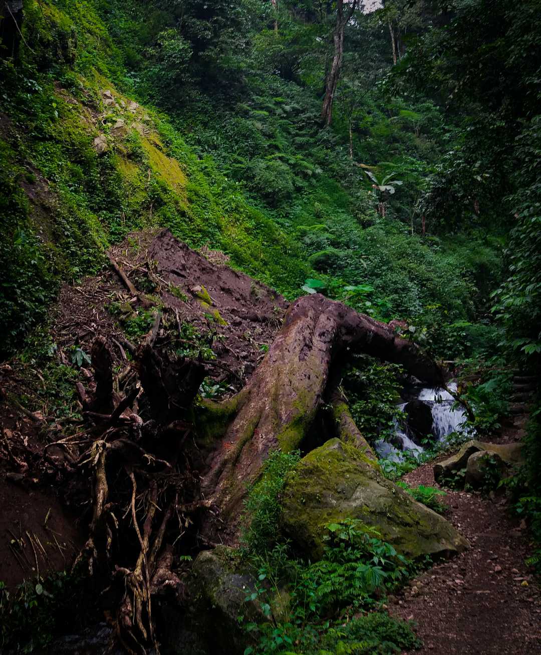 Pohon Tumbang
