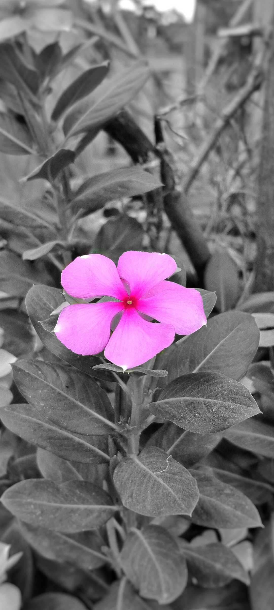 sadabahar flower