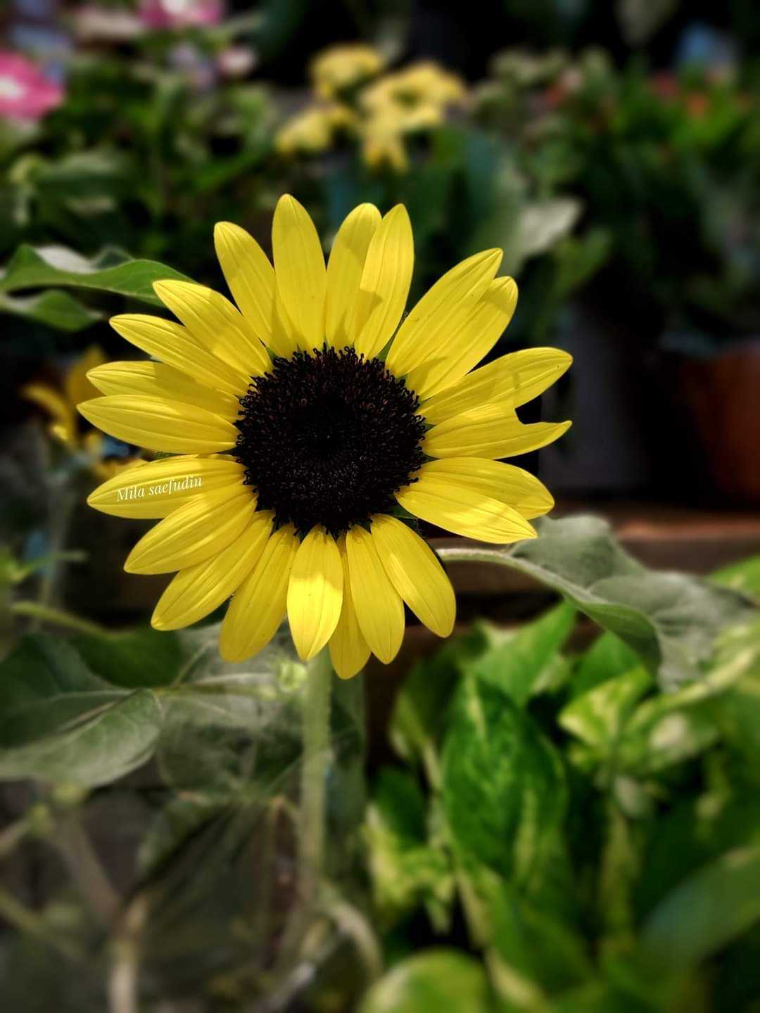 📍Common sunflower