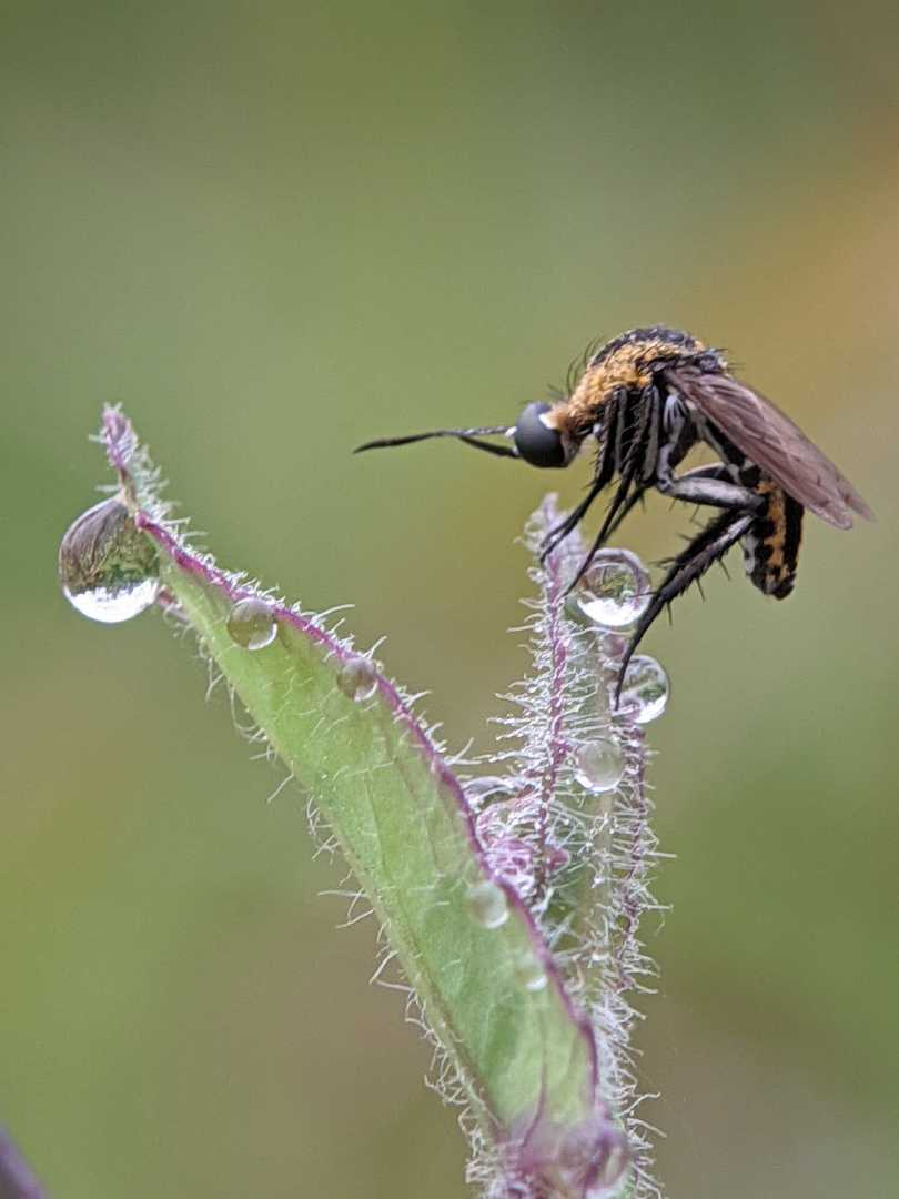 Toxophora