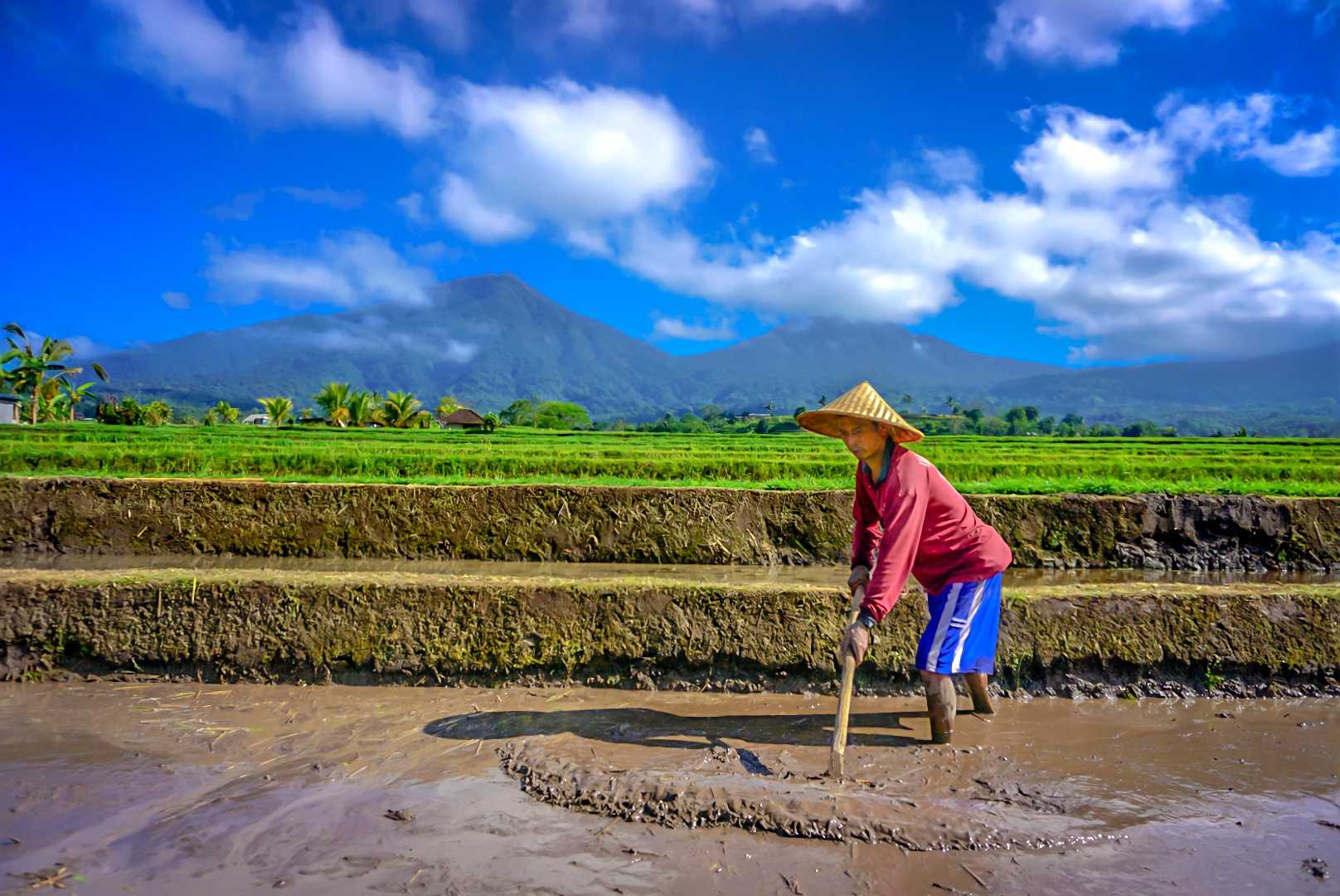 Bajak Sawah
