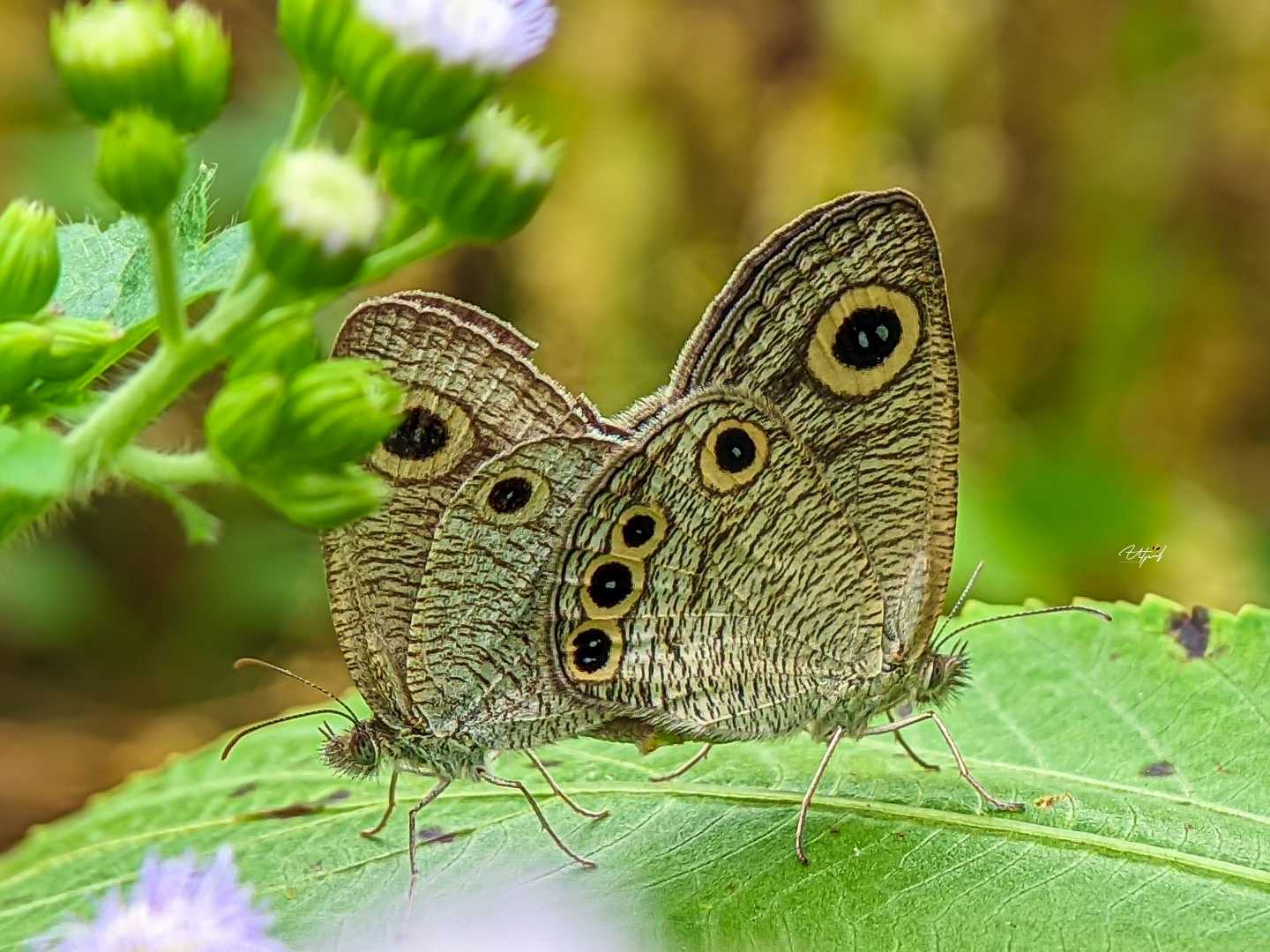 Macro World 🌻