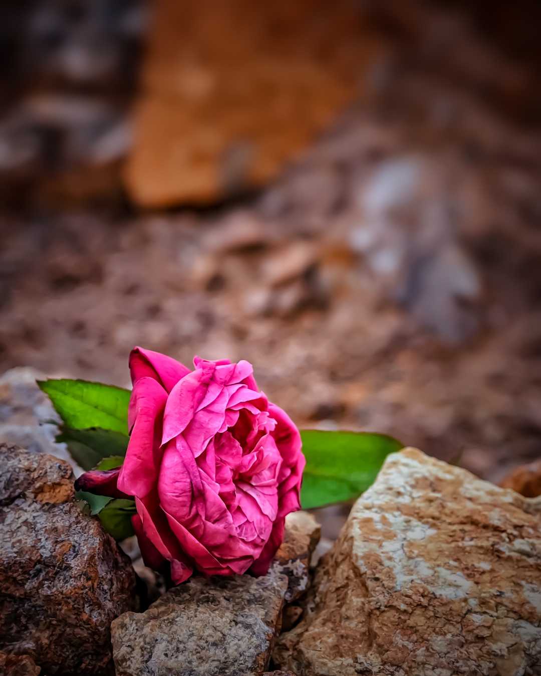 Simple Still life