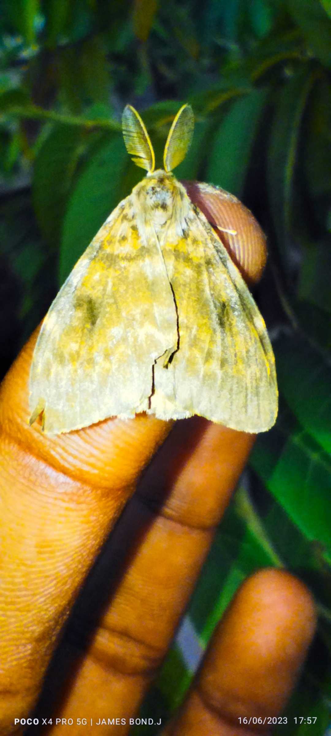 Lymantria dispar.