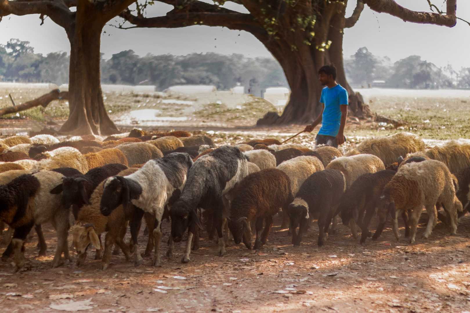 A shepherd 