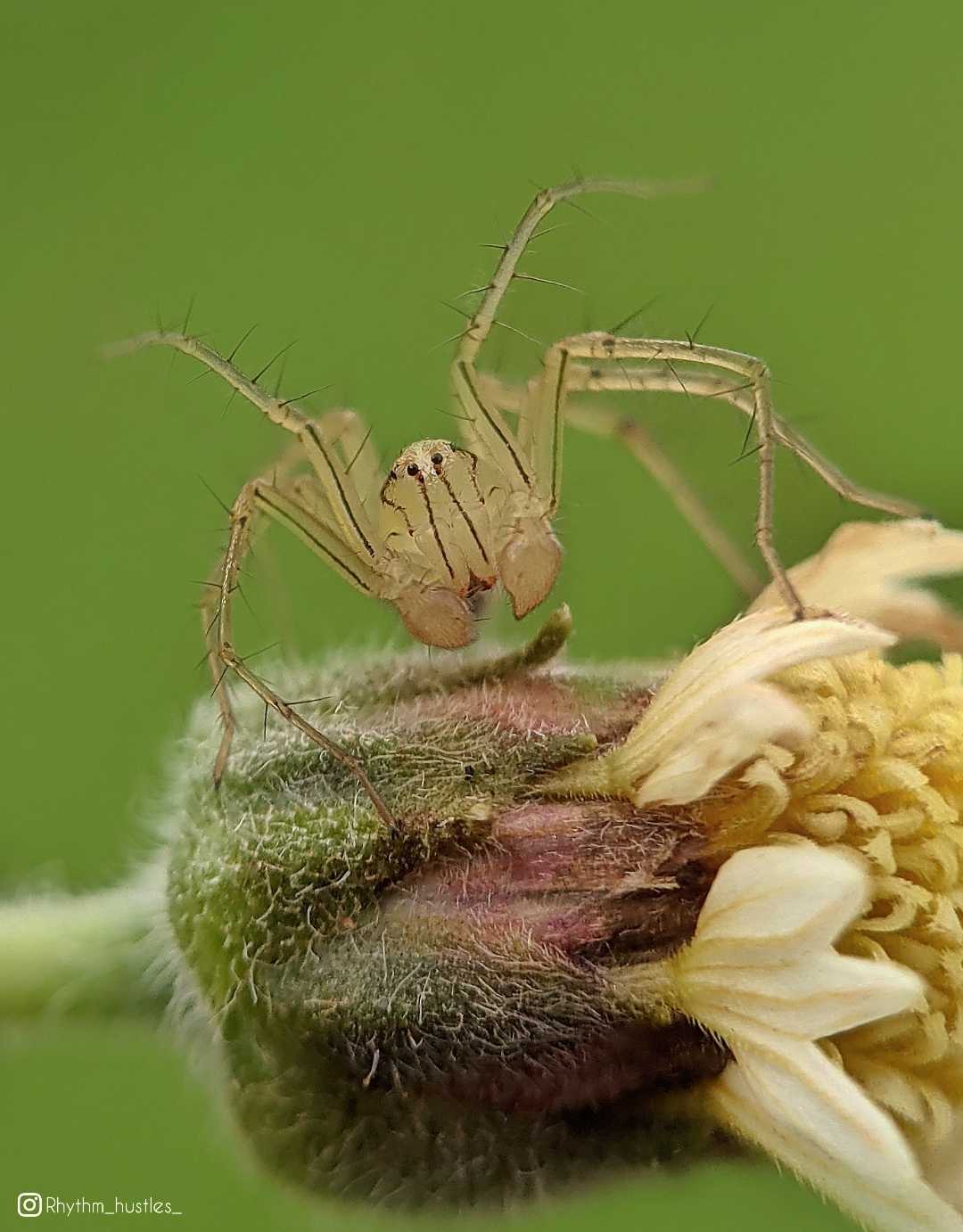 Lynx spider