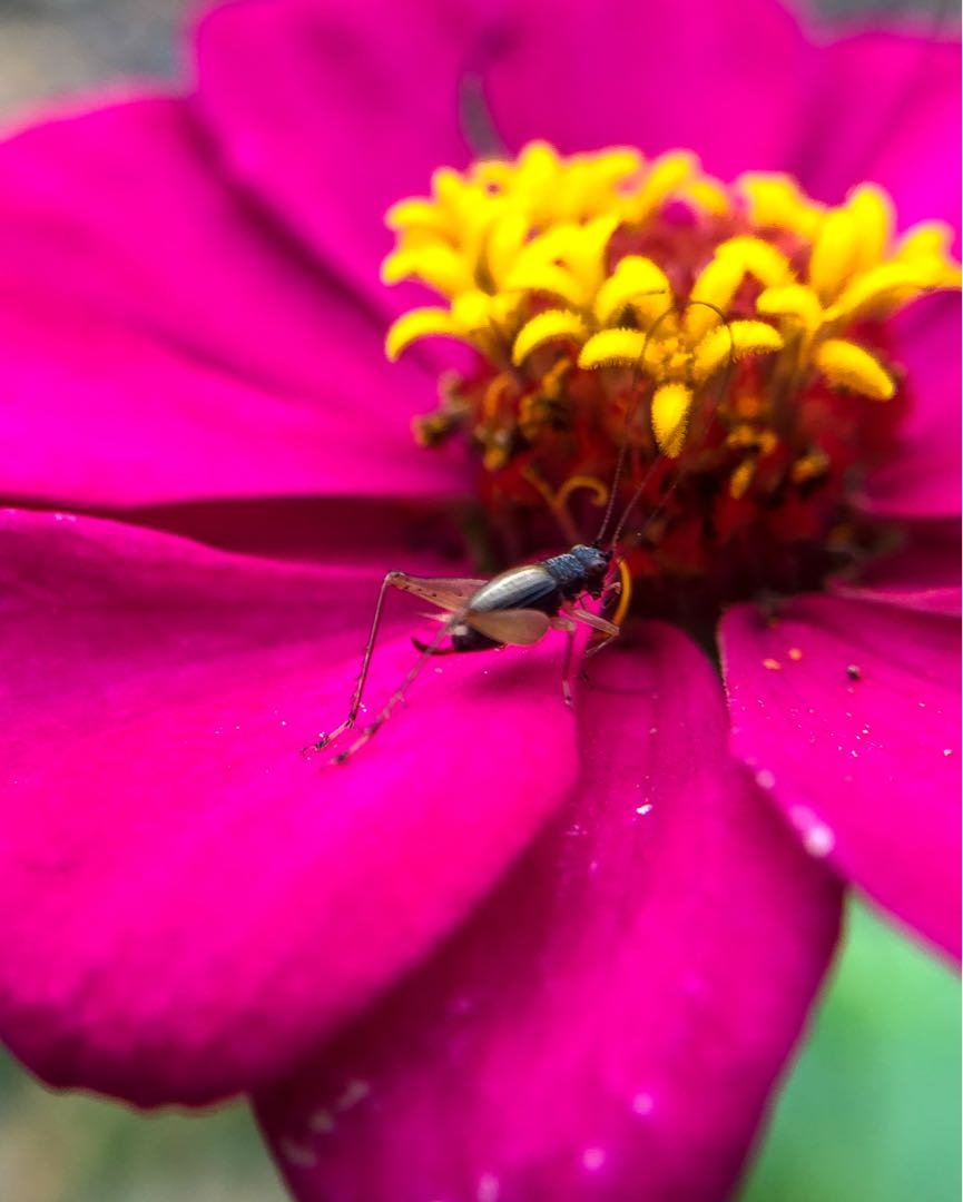 Gryllidae and Flowers || Jangkrik dan bjnga