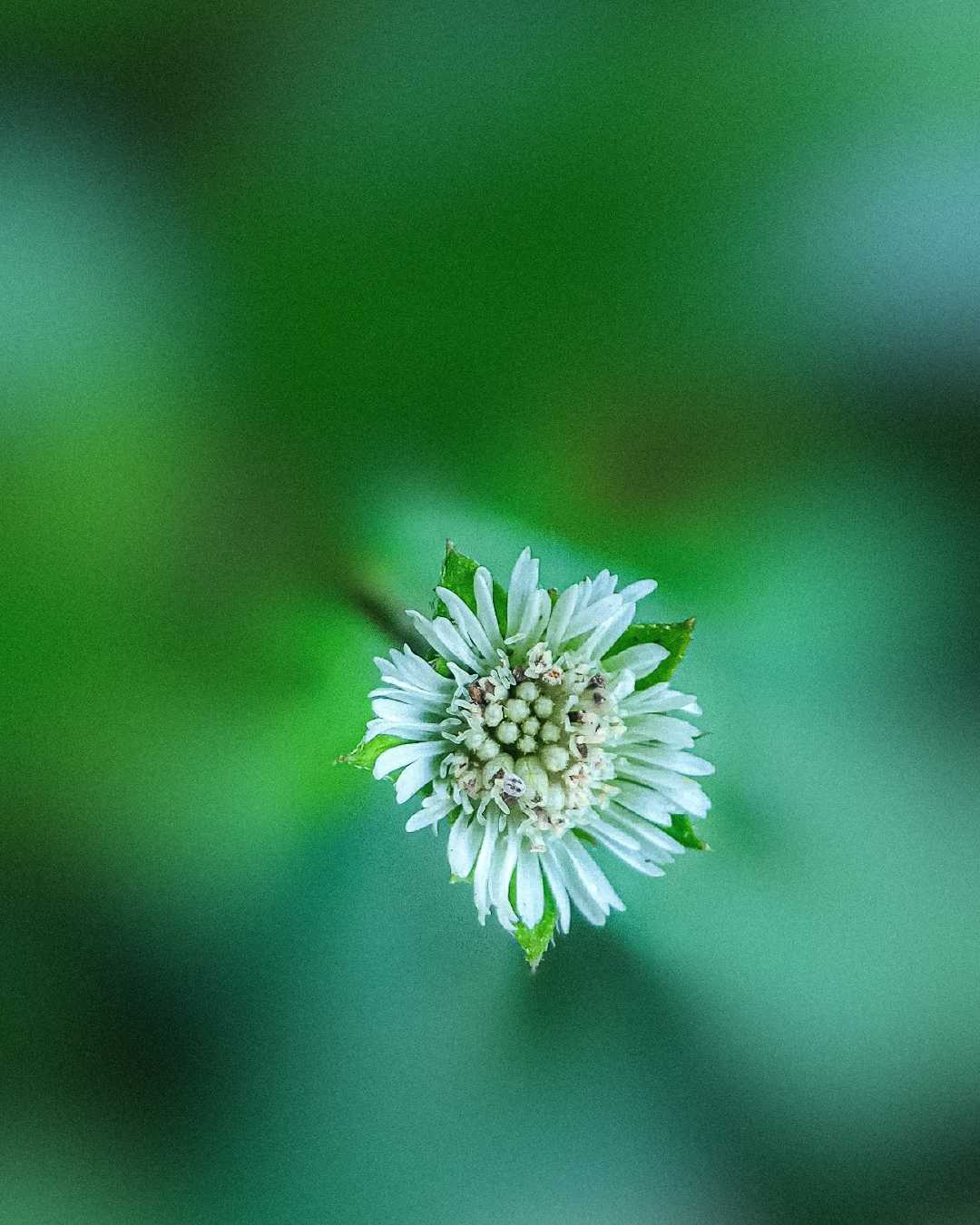 Green Series : Post No - 1 