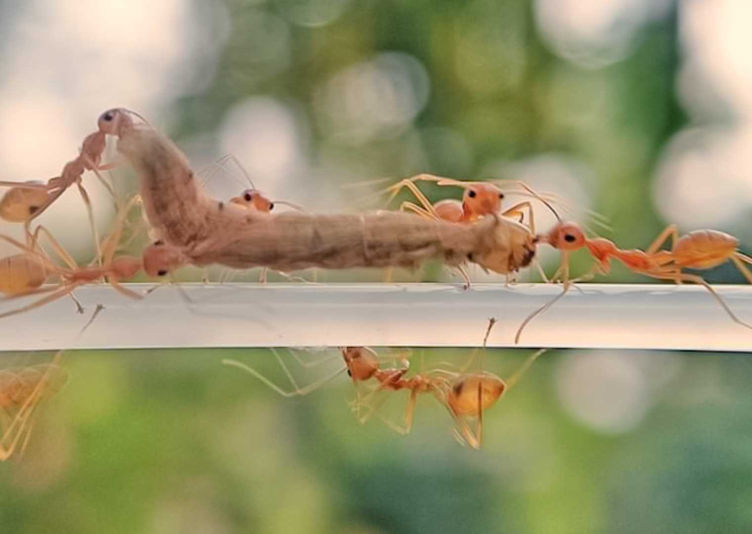 Gang attack 