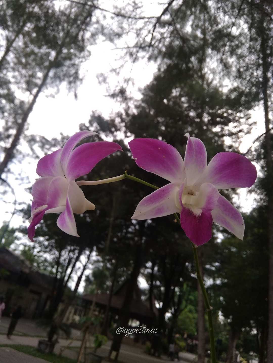 Dendrobium anosmum