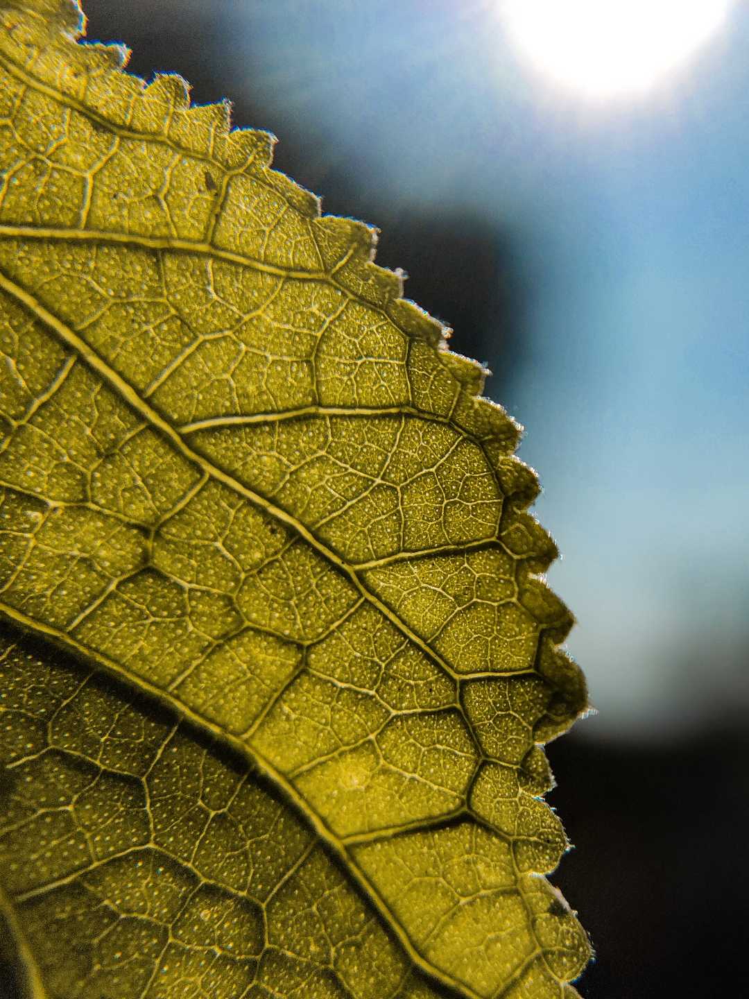 Leaf's road map🍂