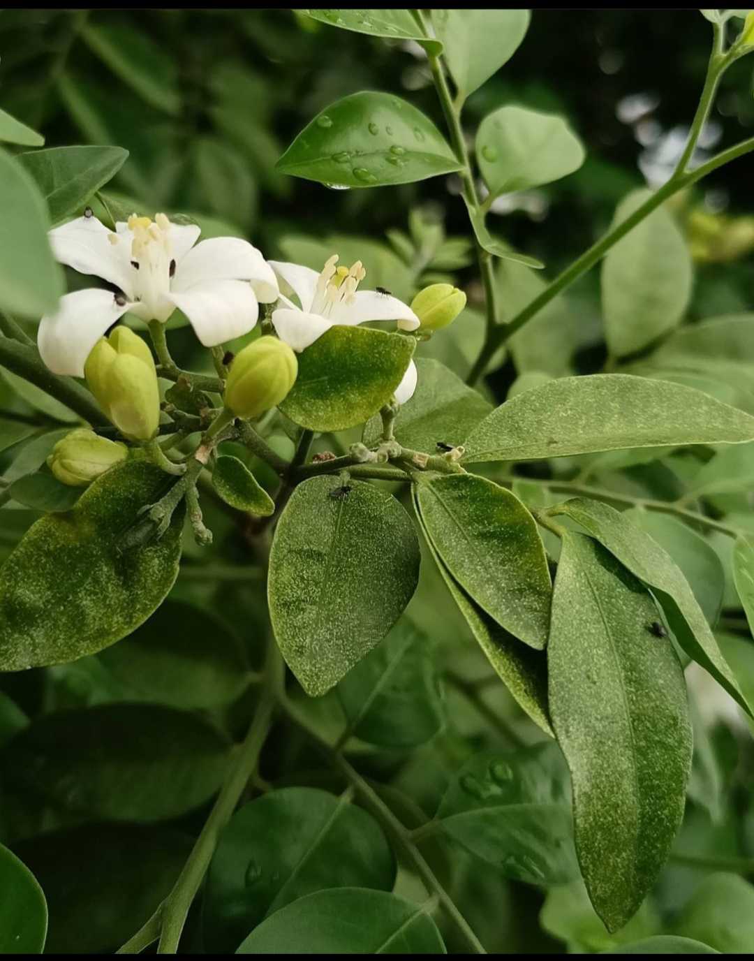Jasmine Flower 🌼