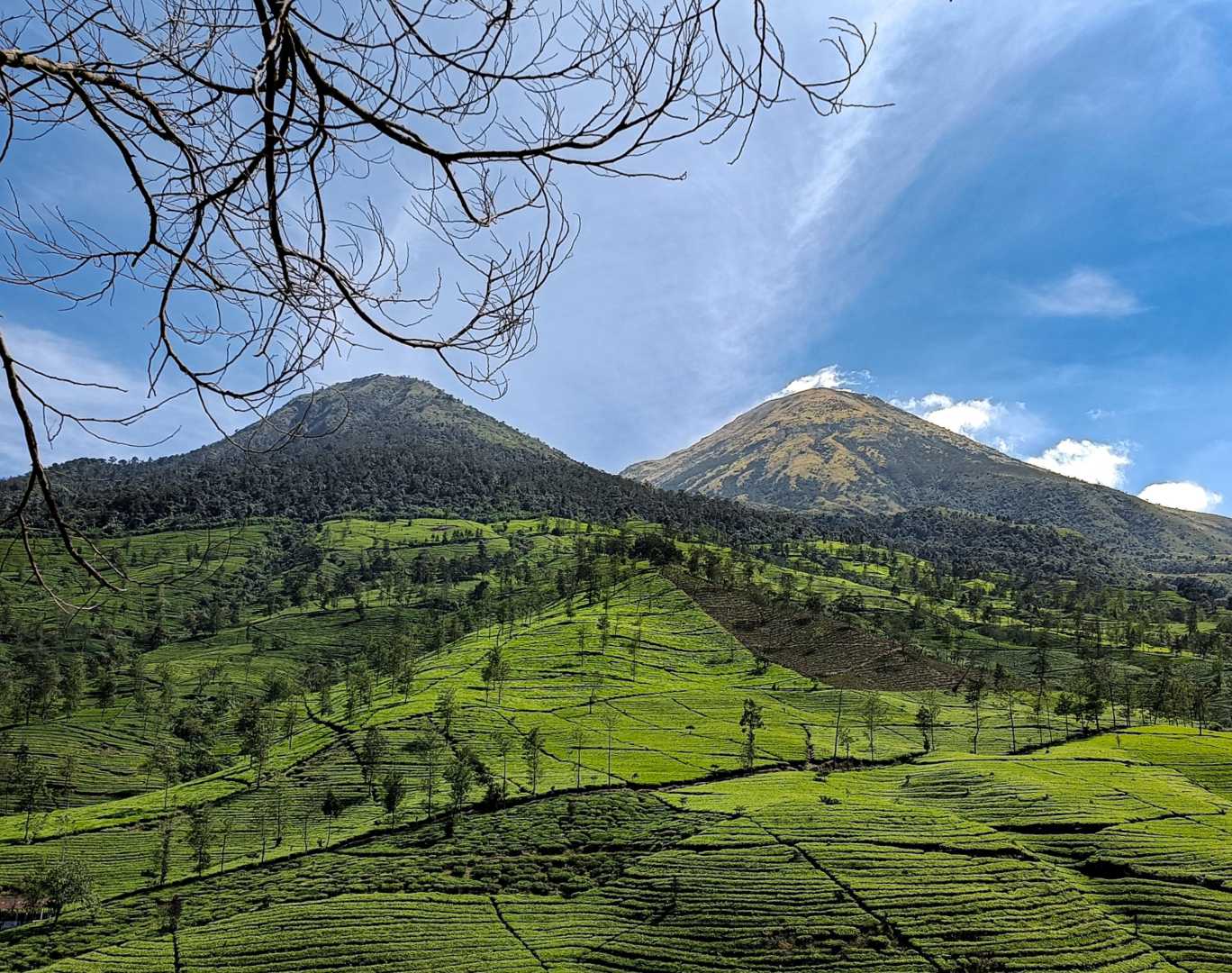 KEMBANG SINDORO
