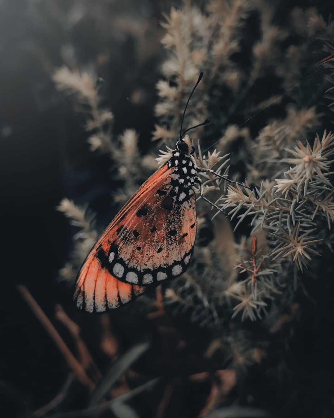 🦋❤️