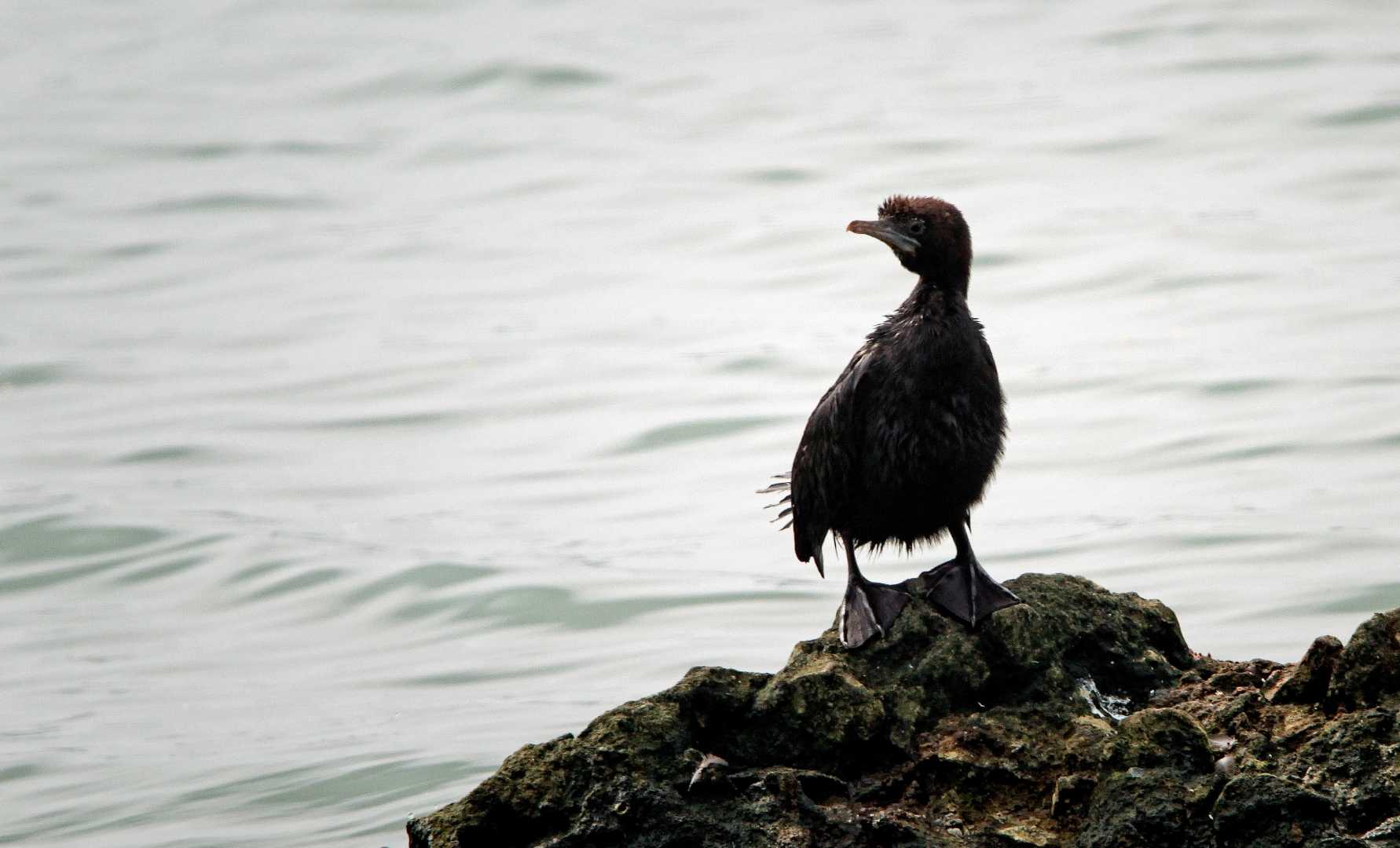 Cormorant