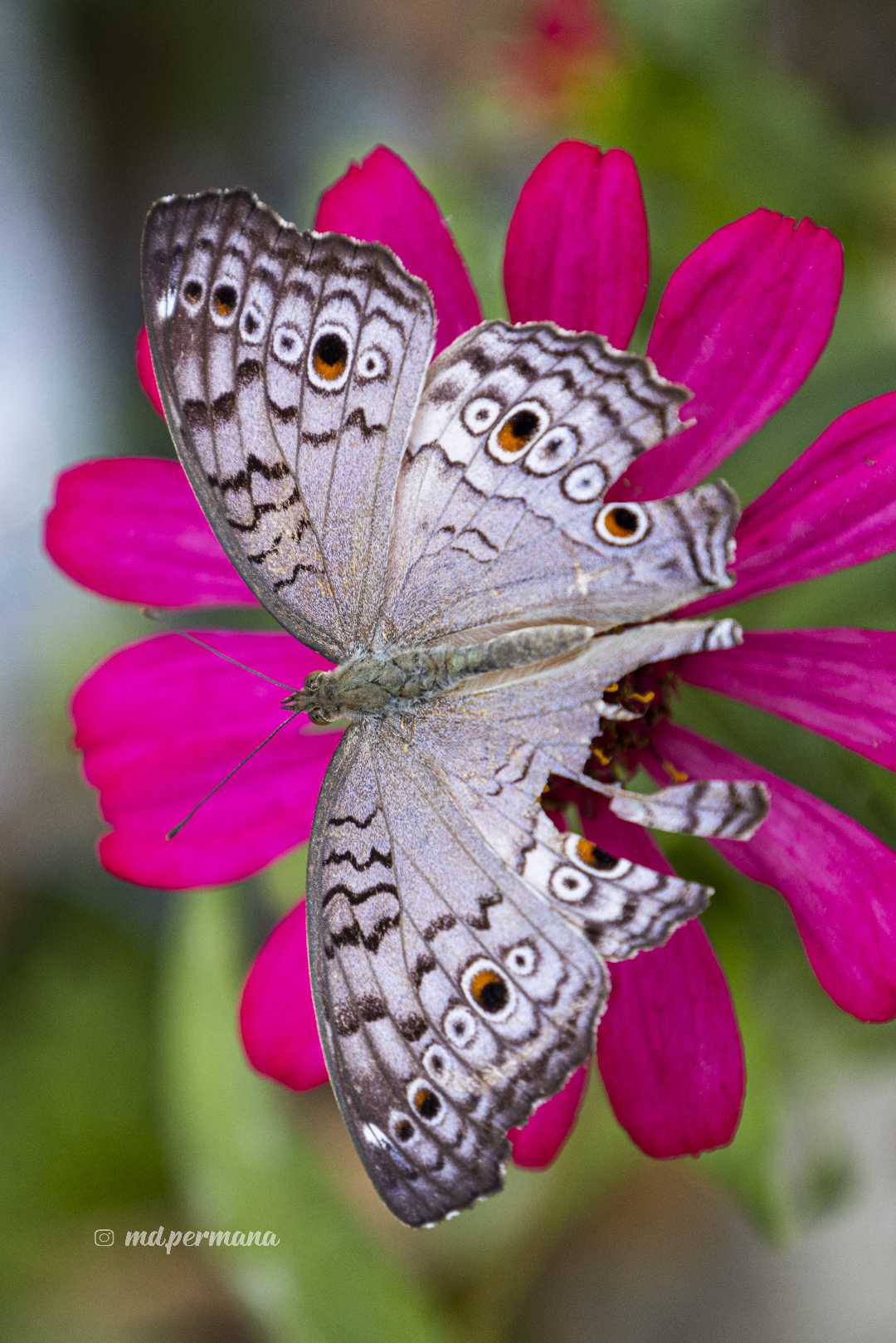 Junonia atlites