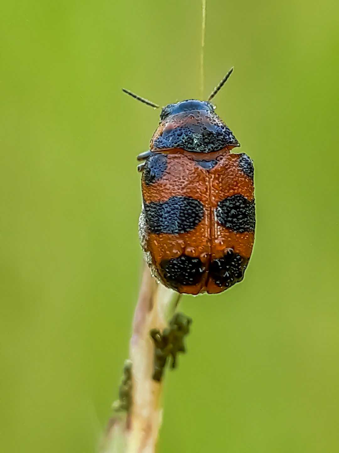 Gonioctena