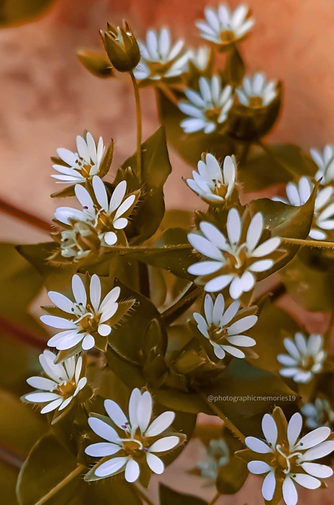 Caryophyllaceae 