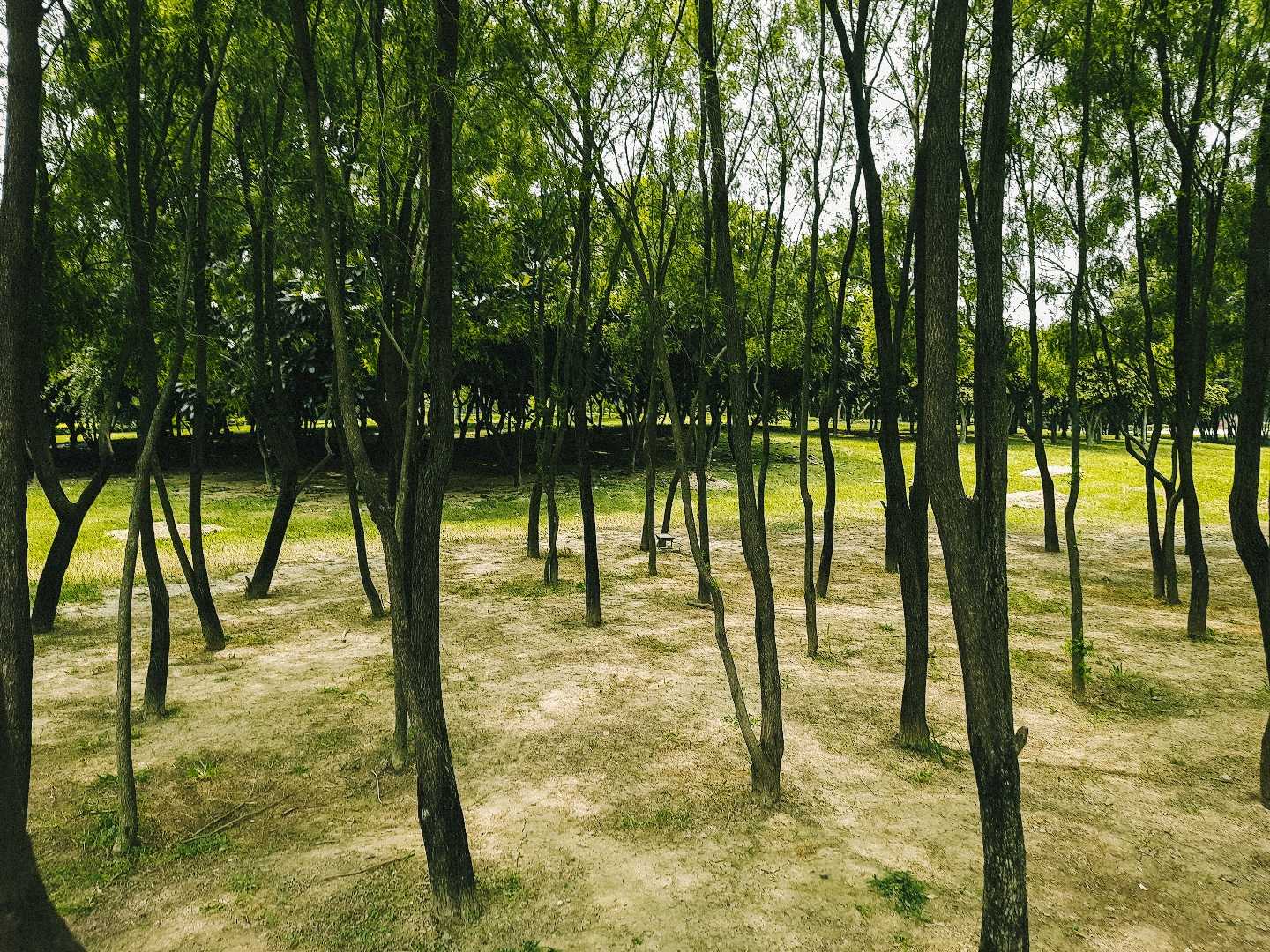 Greenery