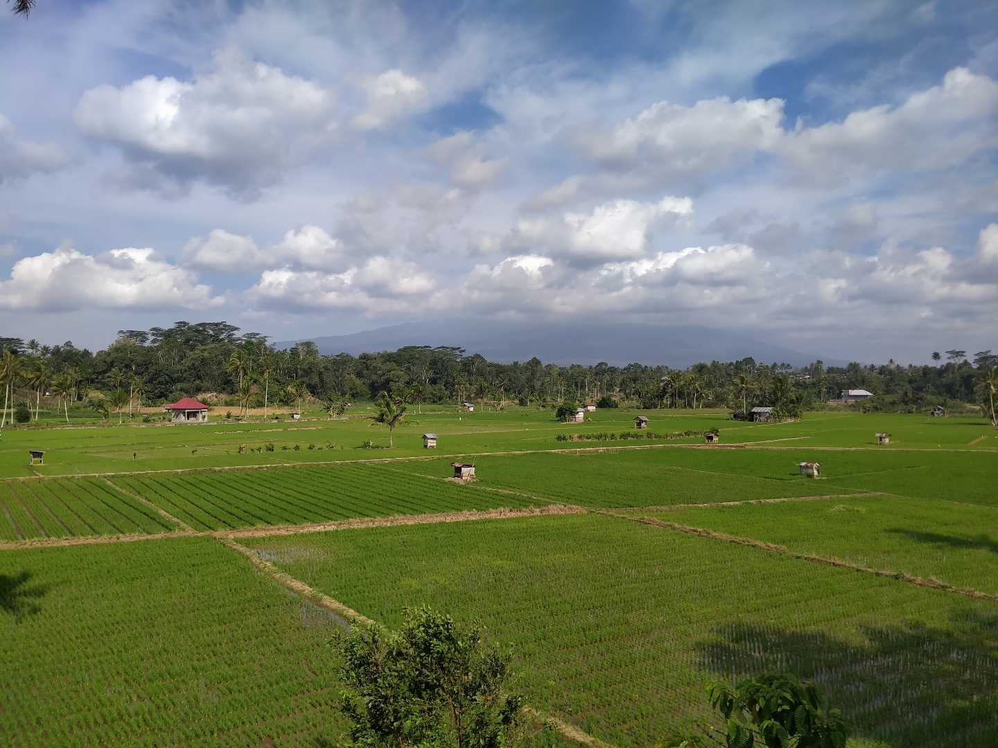 Sawah Mempentang Luas
