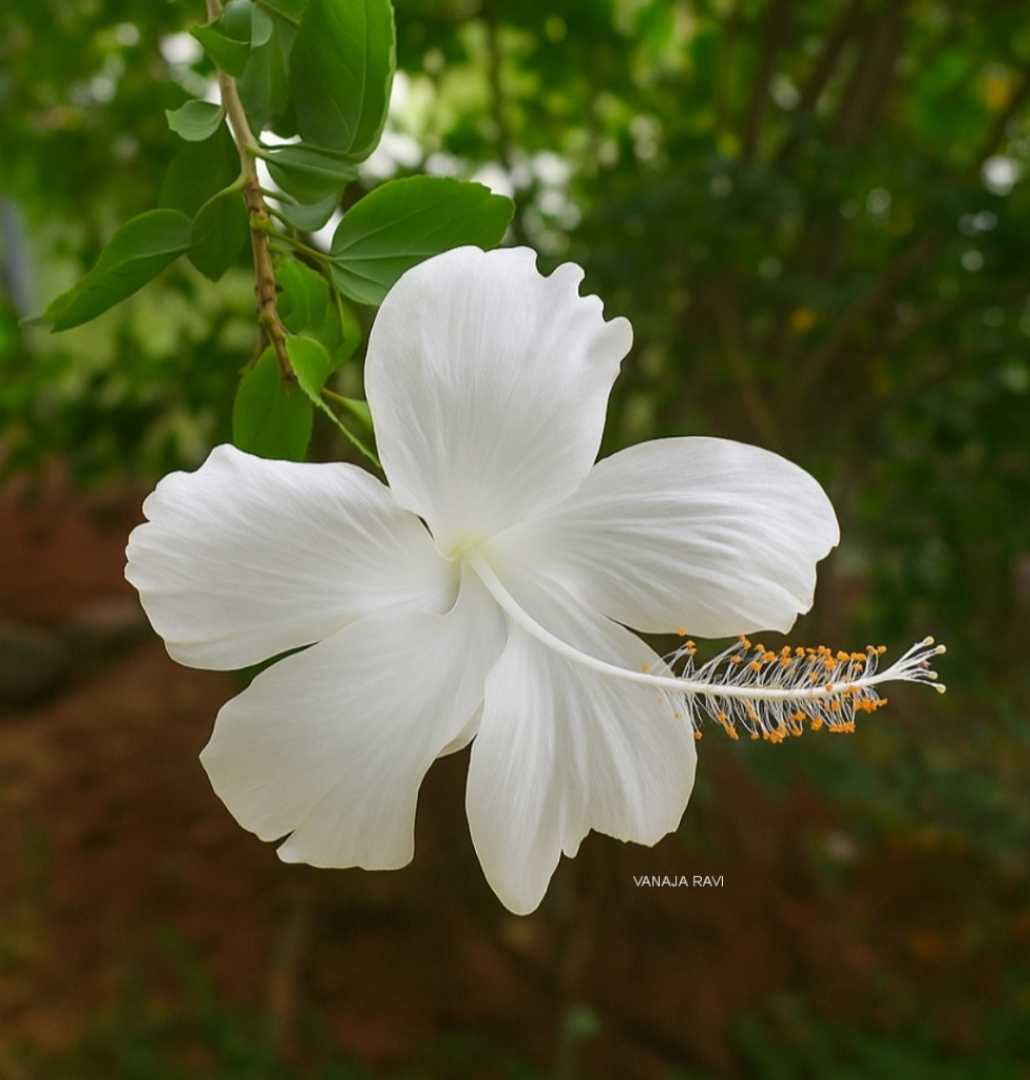 Hibiscus 🌺🌿🤍