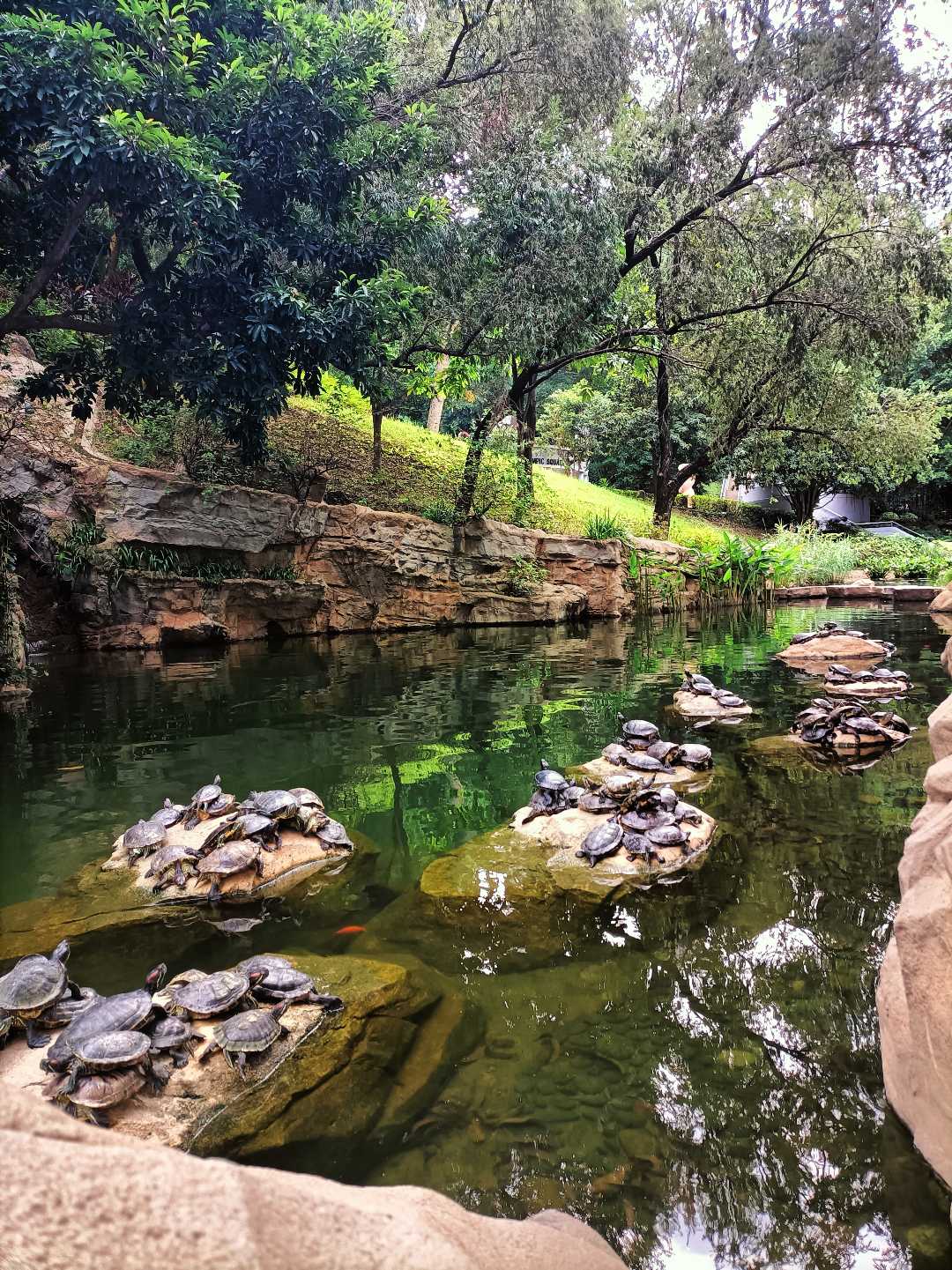 dozens of turtles in Hong Kong park