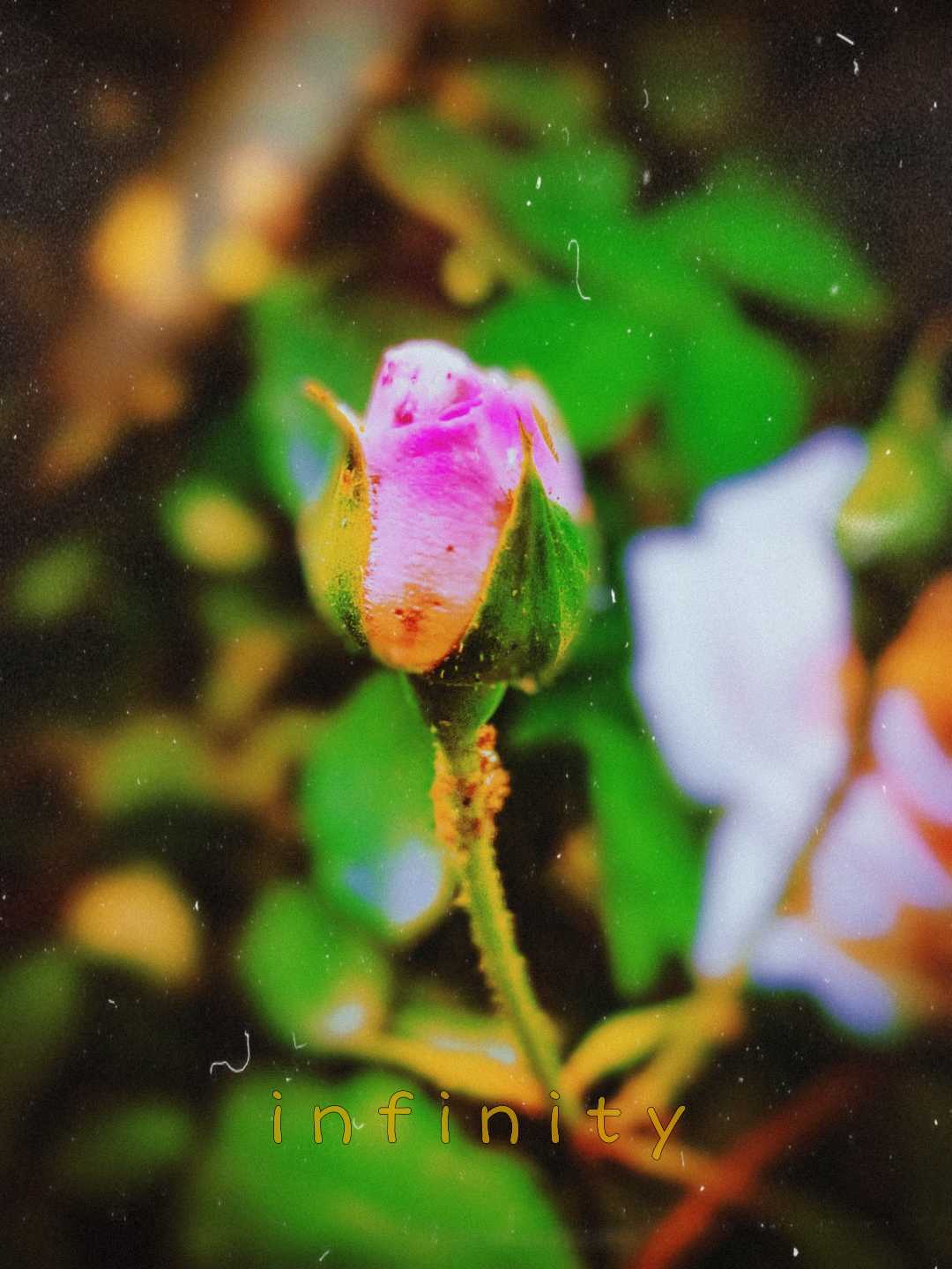 🌷