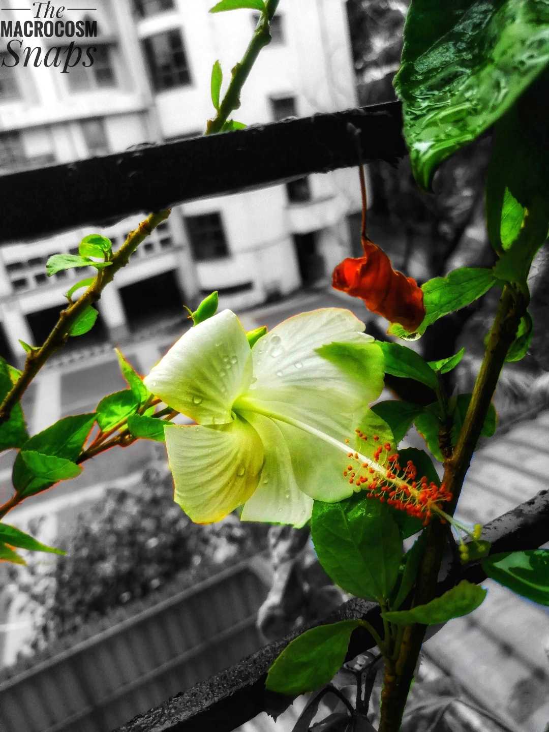 Hibiscus 🌺