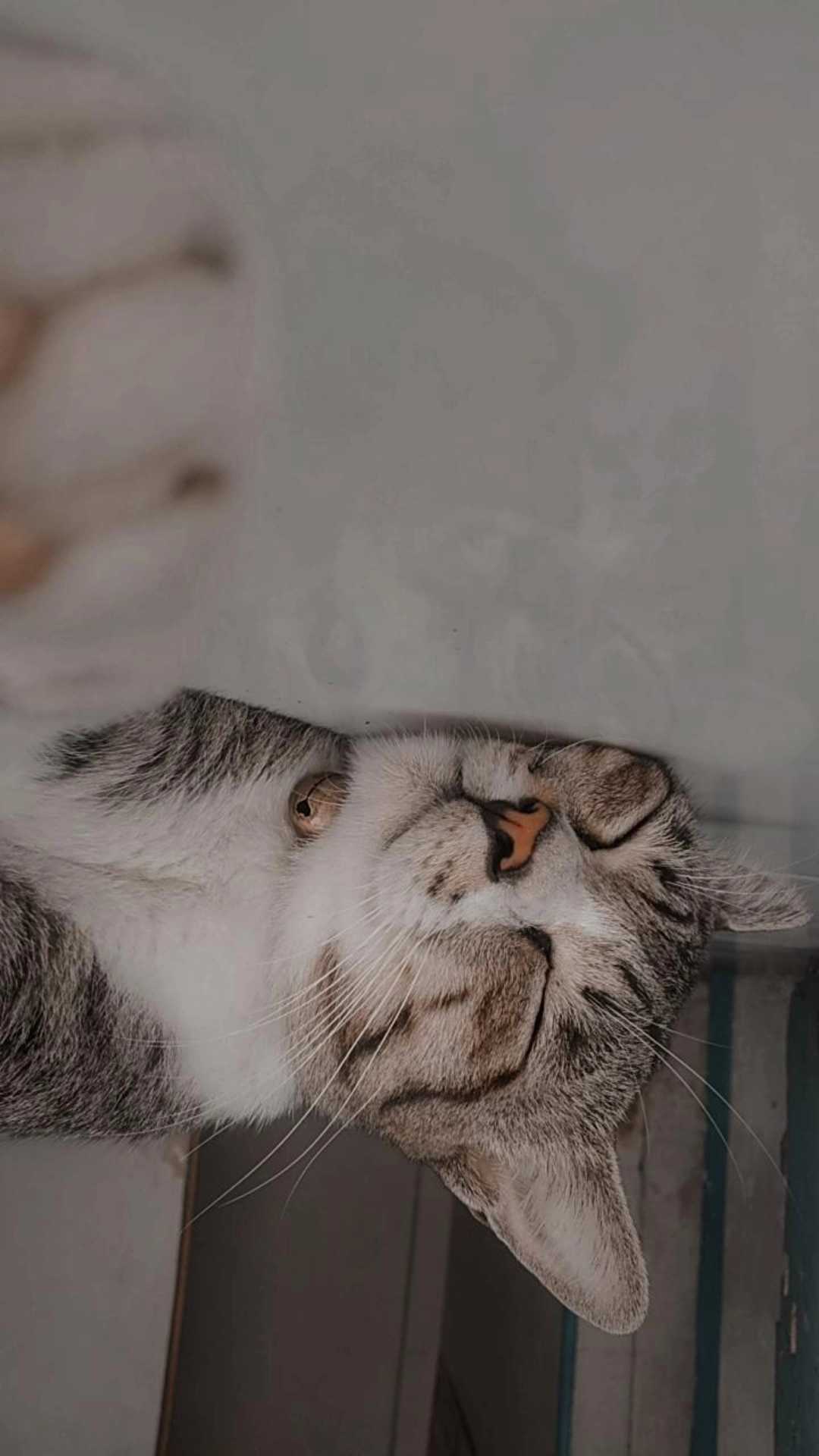 KUCING BELANG