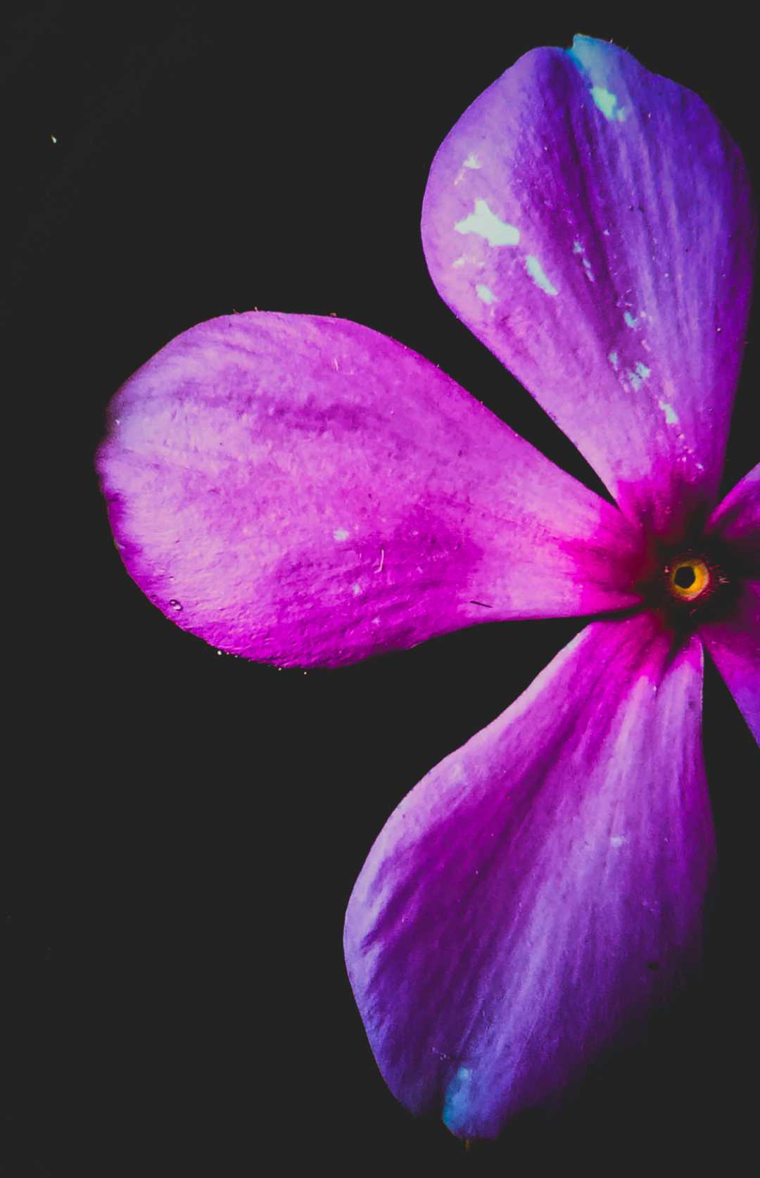 🌸