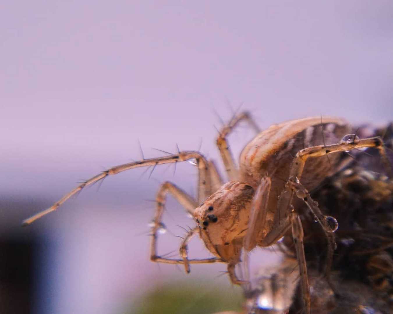 Spider🕷️