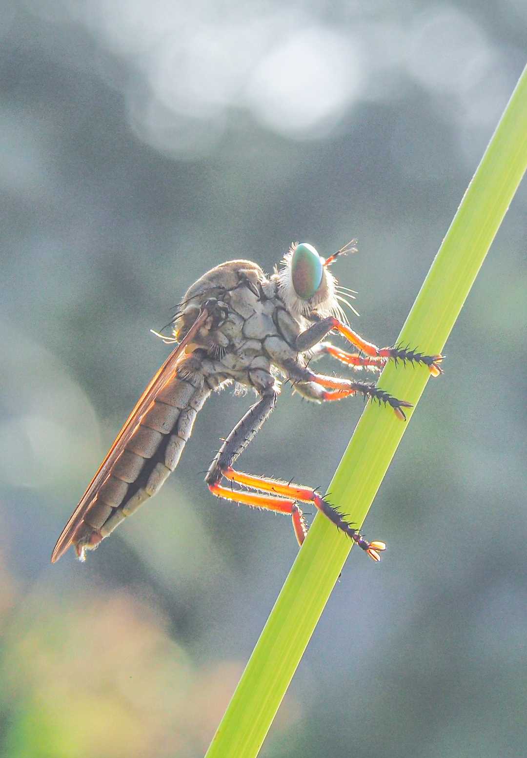 Asilidae