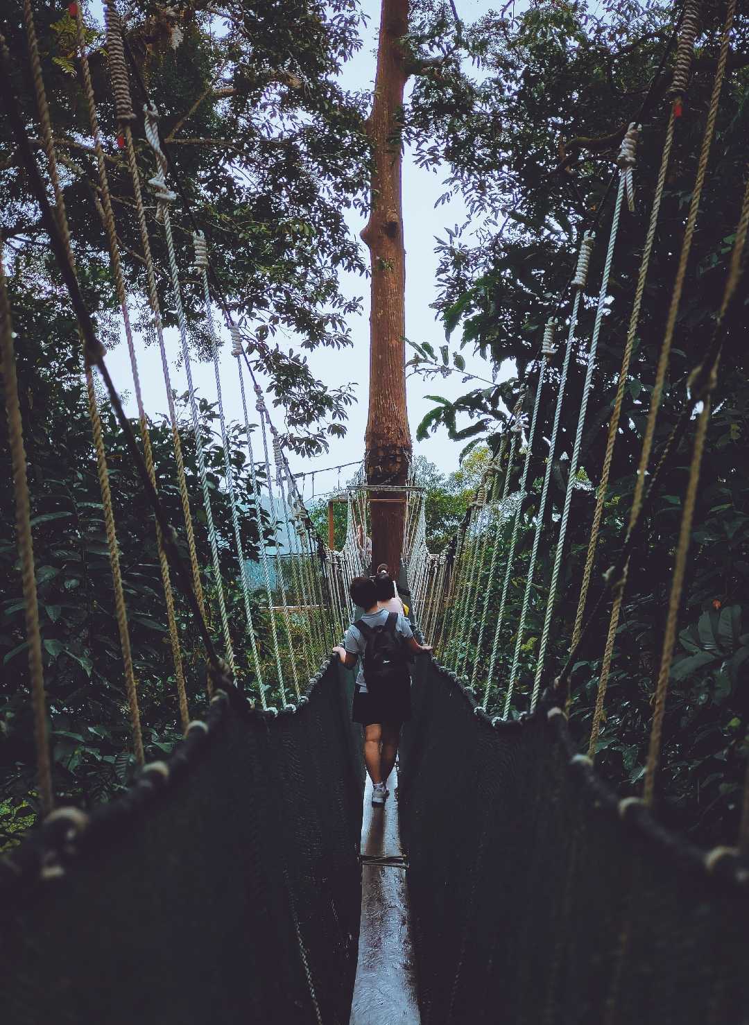 walking in the trees