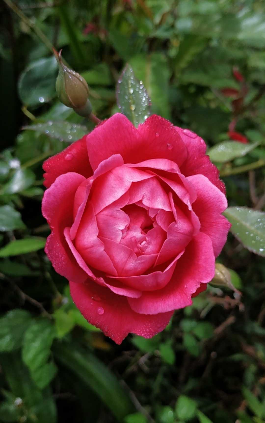 😍🌹📸